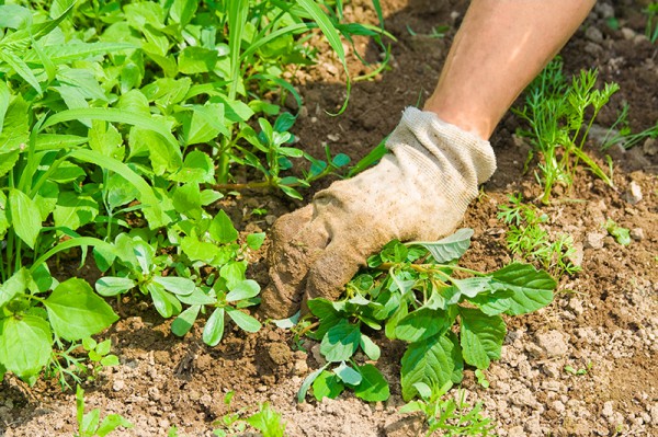 Plantation de végétaux à Guipavas